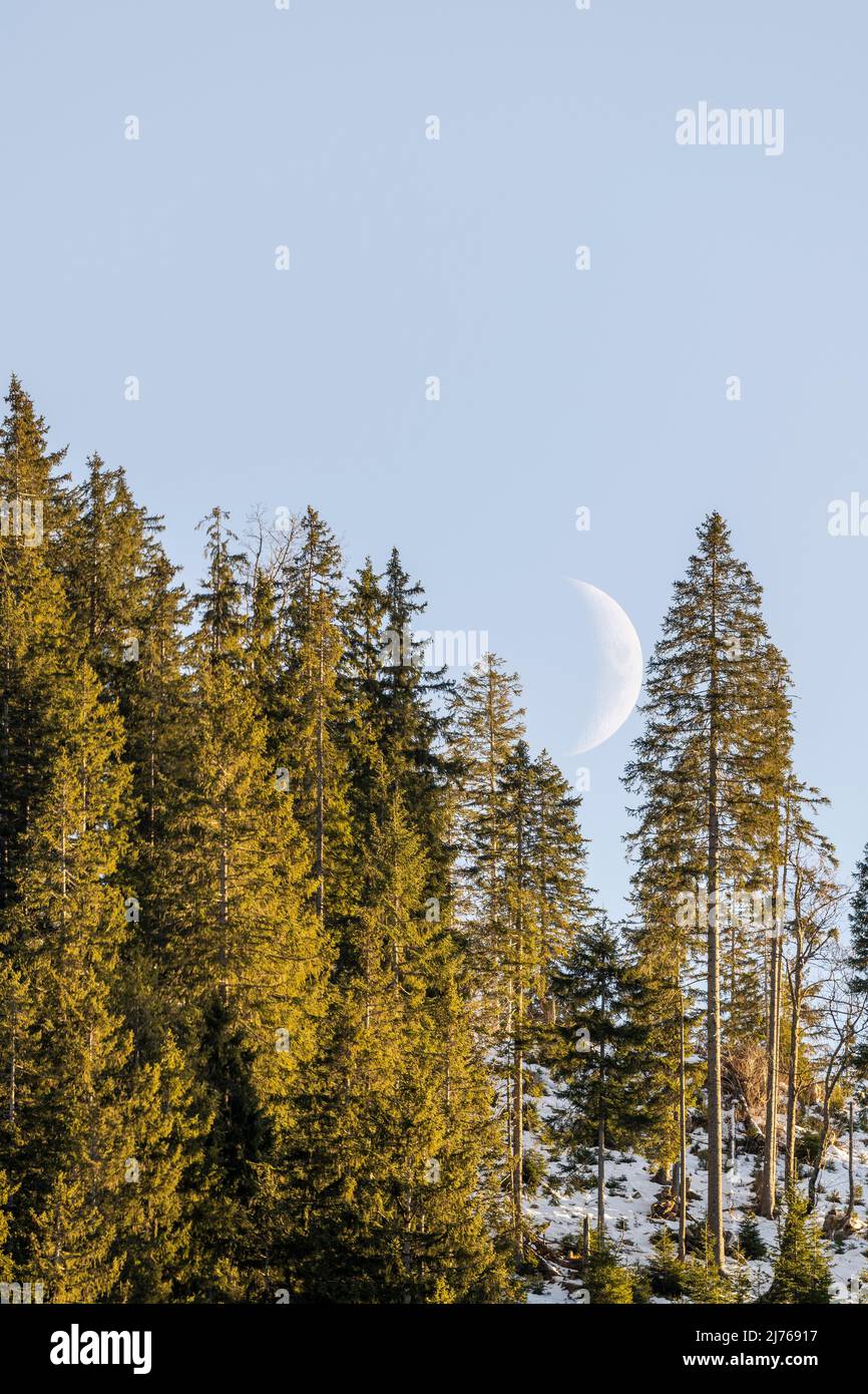 Half moon between spruce trees on a mountain slope in Karwendel Stock Photo