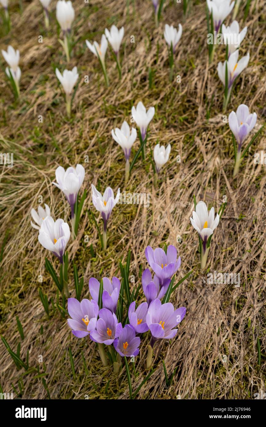 Reed wild purple flowers hi-res stock photography and images - Alamy