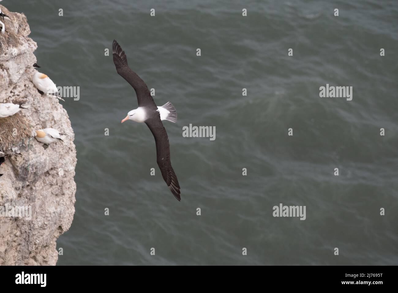 Black browed albatross at bempton cliffs Stock Photo