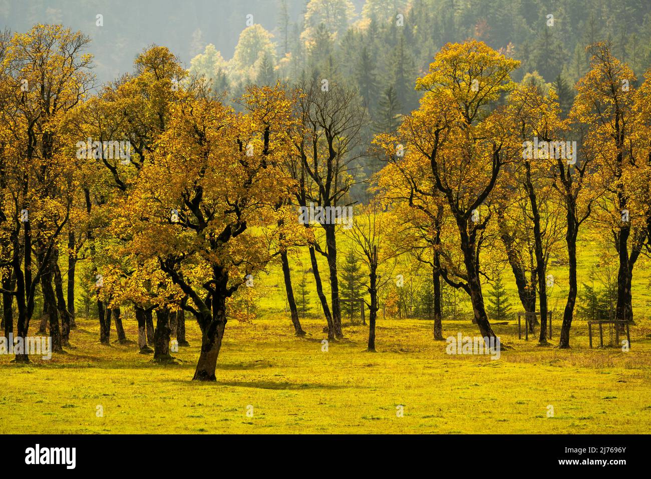 Autumn maple trees at the Großer Ahornboden in the Eng valley Stock Photo