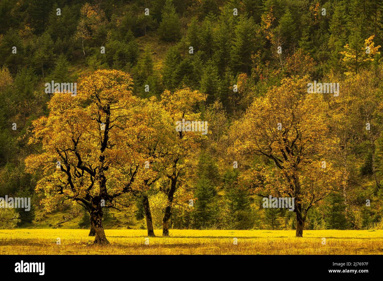 Autumn maple trees at the Großer Ahornboden in the Eng valley Stock Photo