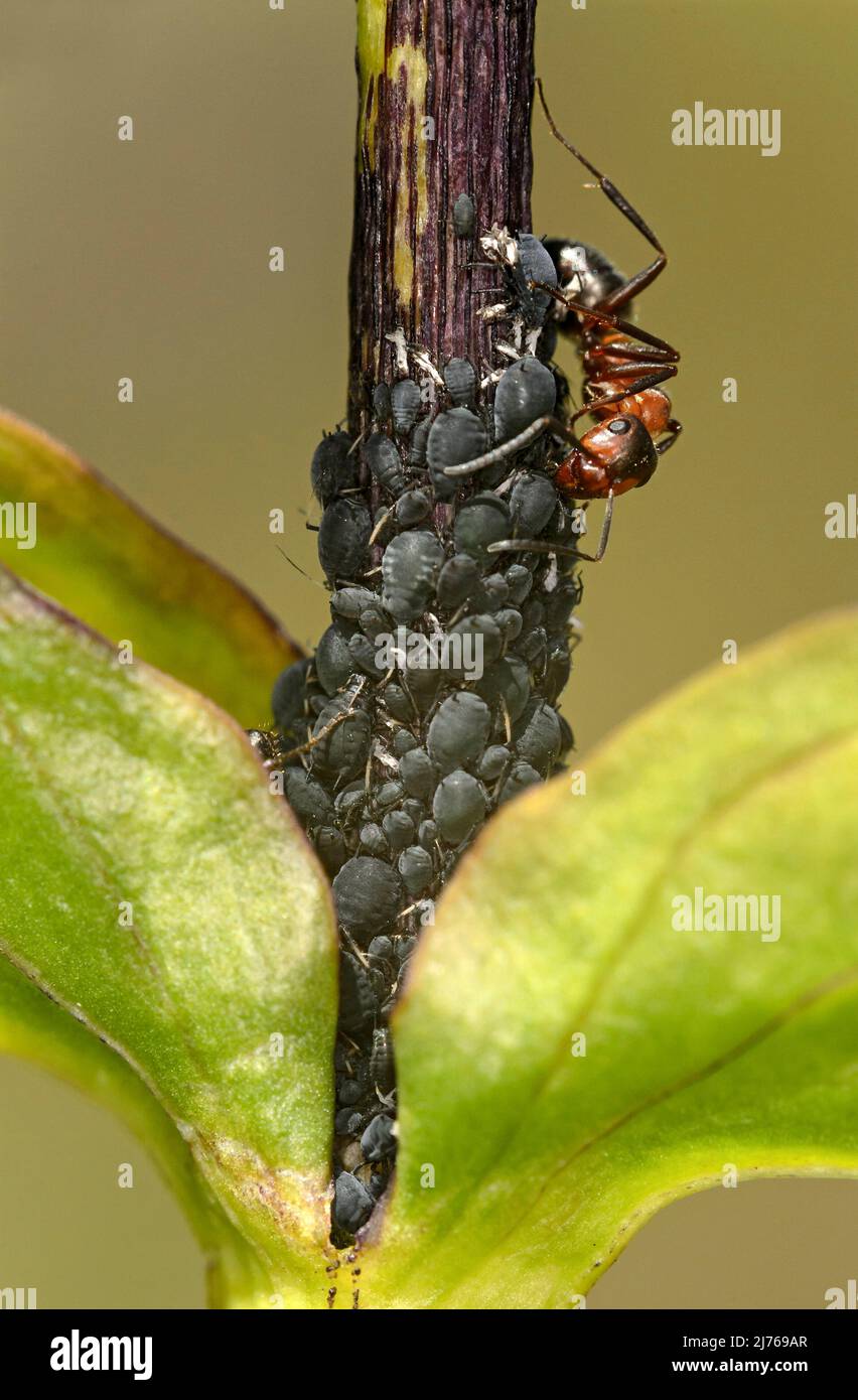 Worker of red forest ants (Formica rufa) visits a colony of aphids and ingests their excreta, the honeydew, close up Stock Photo