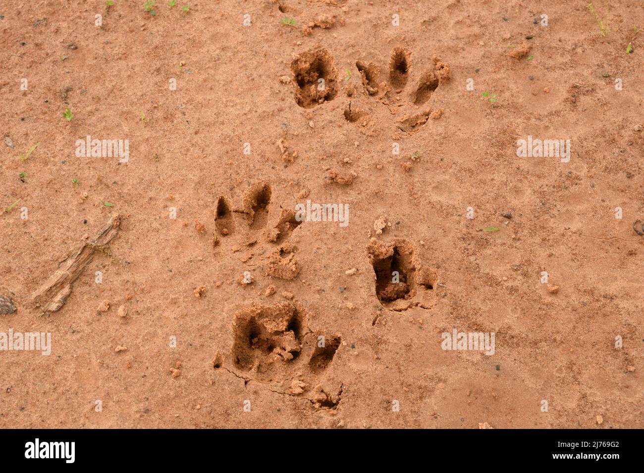 Nine-banded armadillo tracks in soft wet red dirt; sinking fairly deep Stock Photo