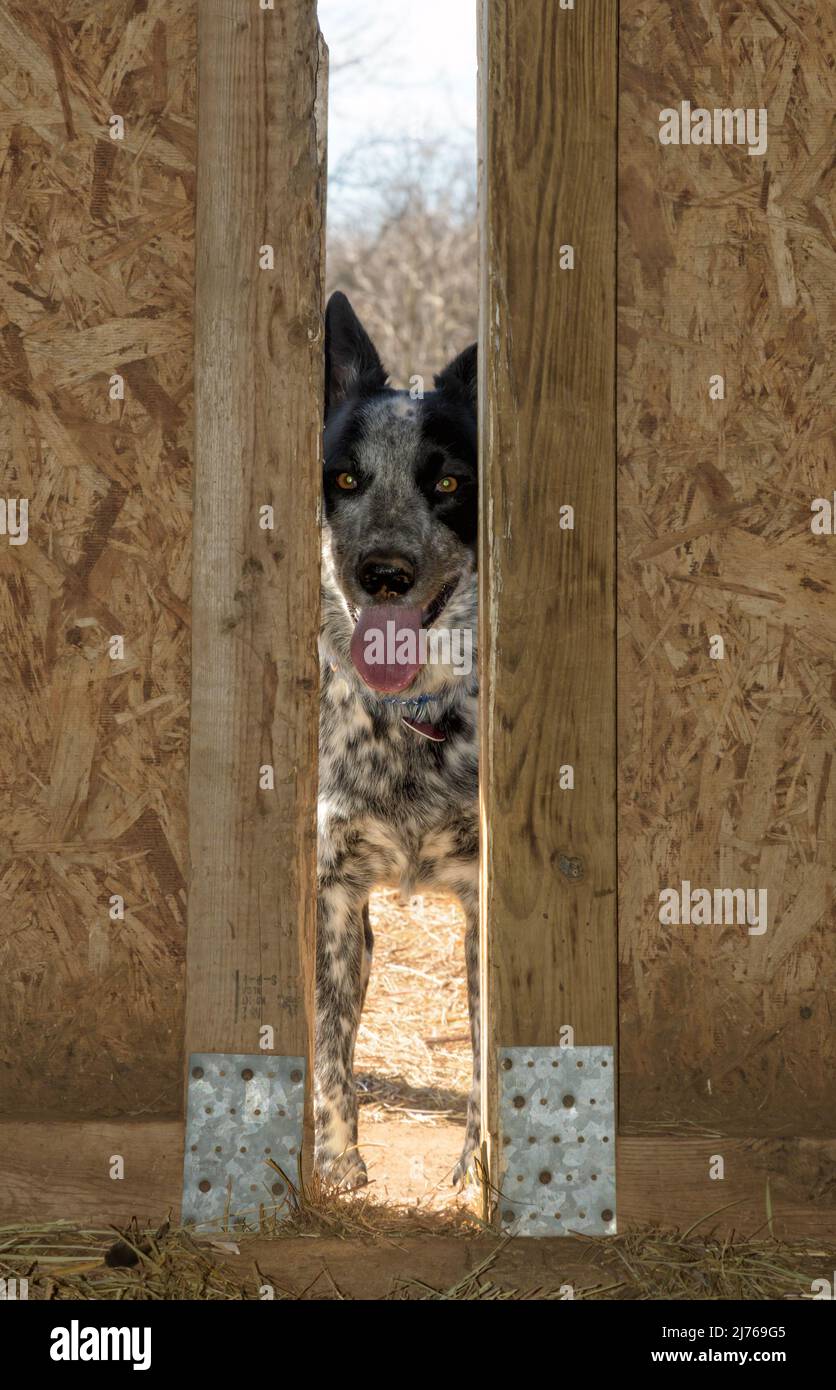Black and white spotted dog looking through a barn door from the outside Stock Photo