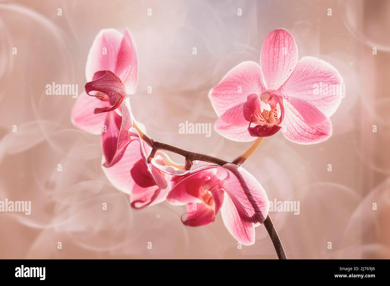 Pink orchids Stock Photo