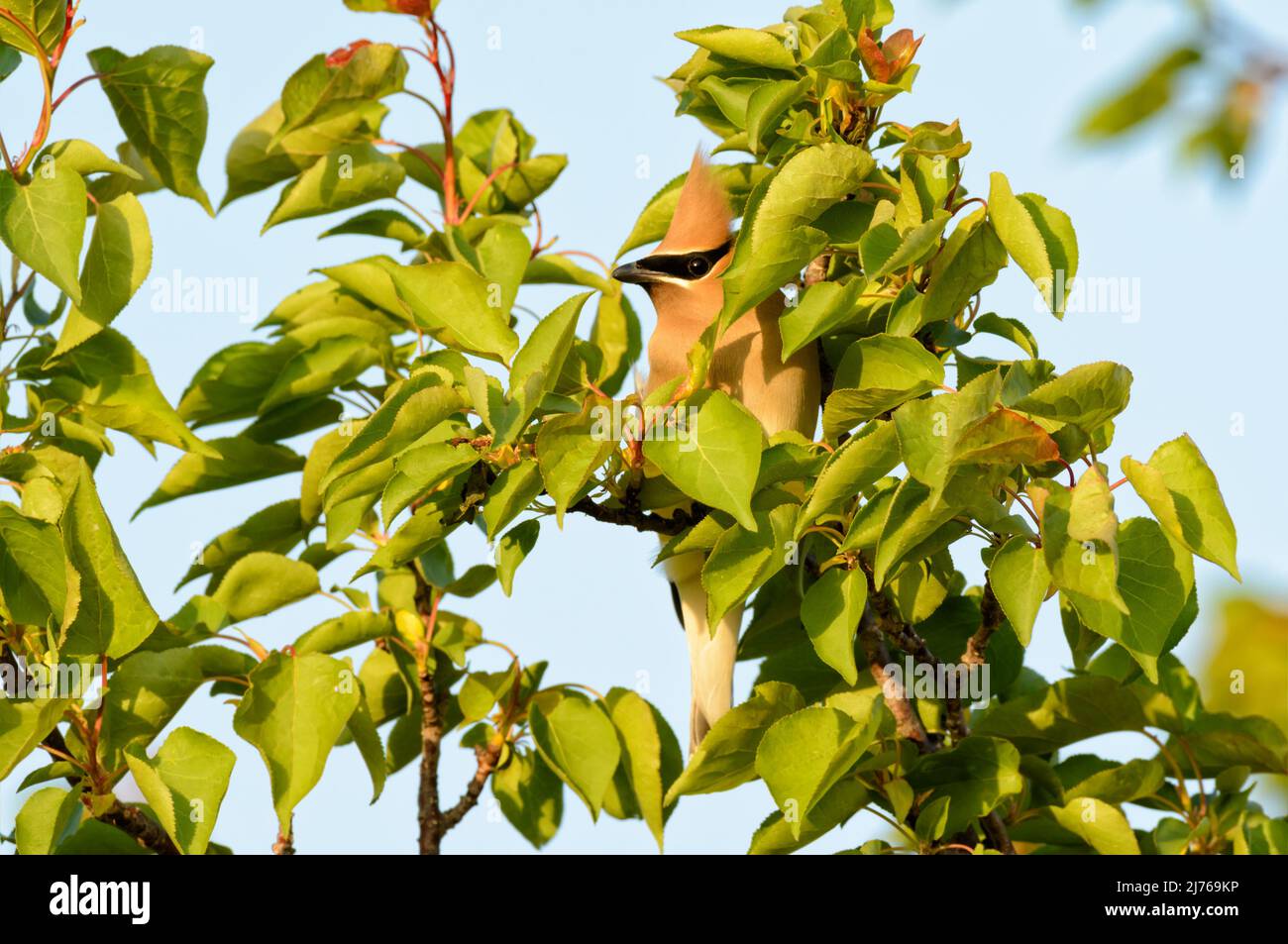 Beautiful Cedar Waxwing hiding in the foliage of an Apricot tree in spring evening sun Stock Photo