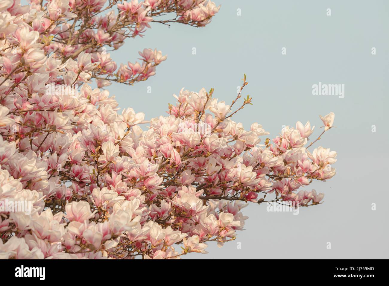 Magnolia tree in bloom Stock Photo - Alamy