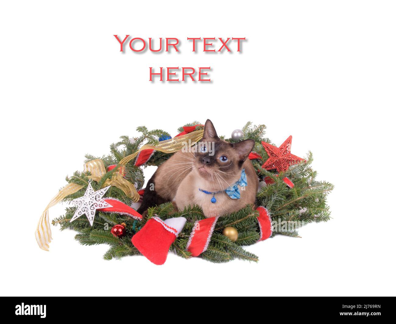 Siamese cat resting in the middle of a Christmas wreath, looking up, with copy space on top; on white background Stock Photo