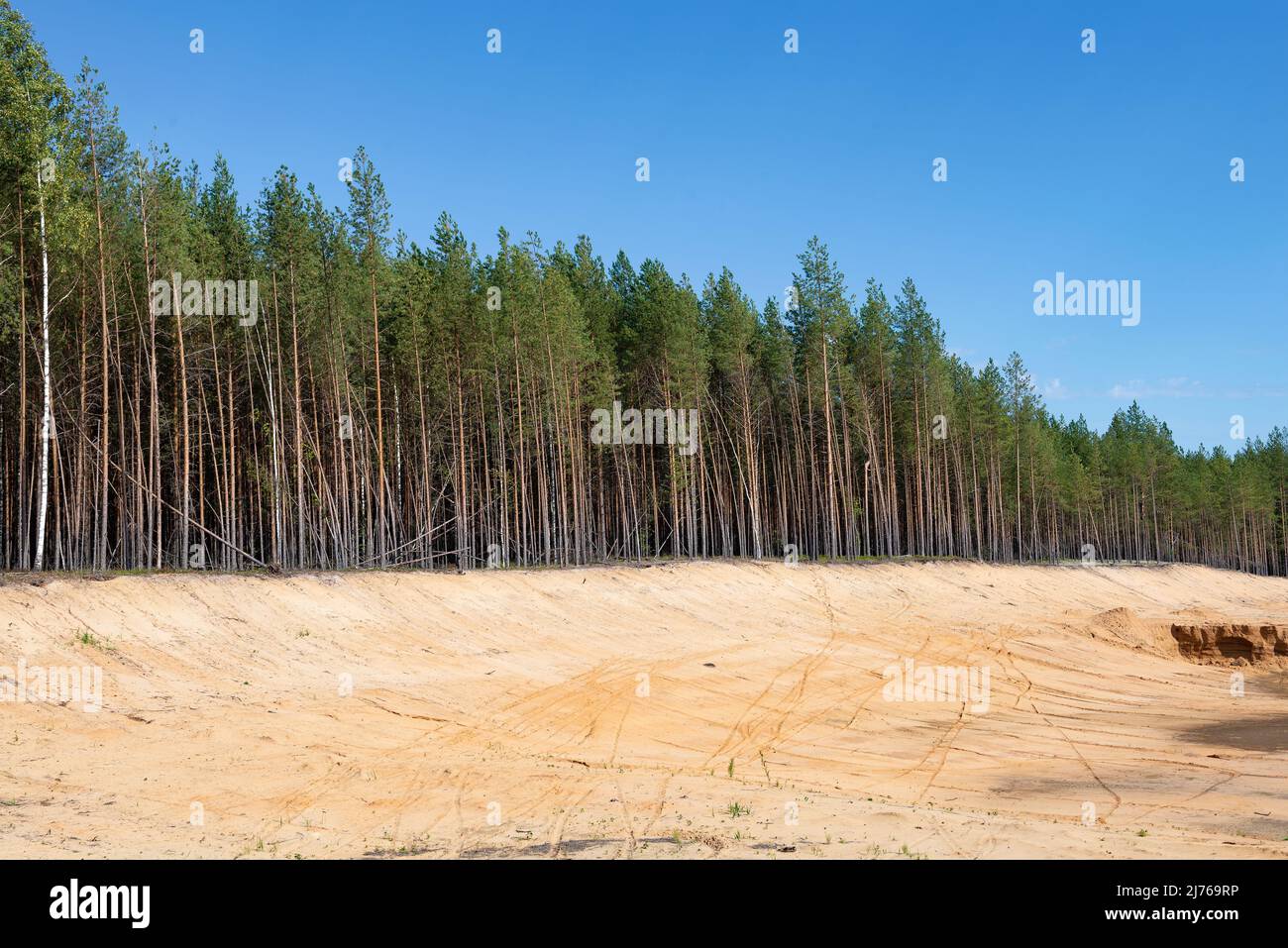 Old sand quarry in a pine forest on a sunny September day. Kostroma region Stock Photo