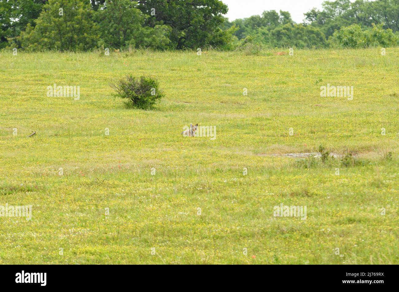 Lone coyote lying down on a hillside in the middle of wildflowers in spring; observing the viewer keenly Stock Photo