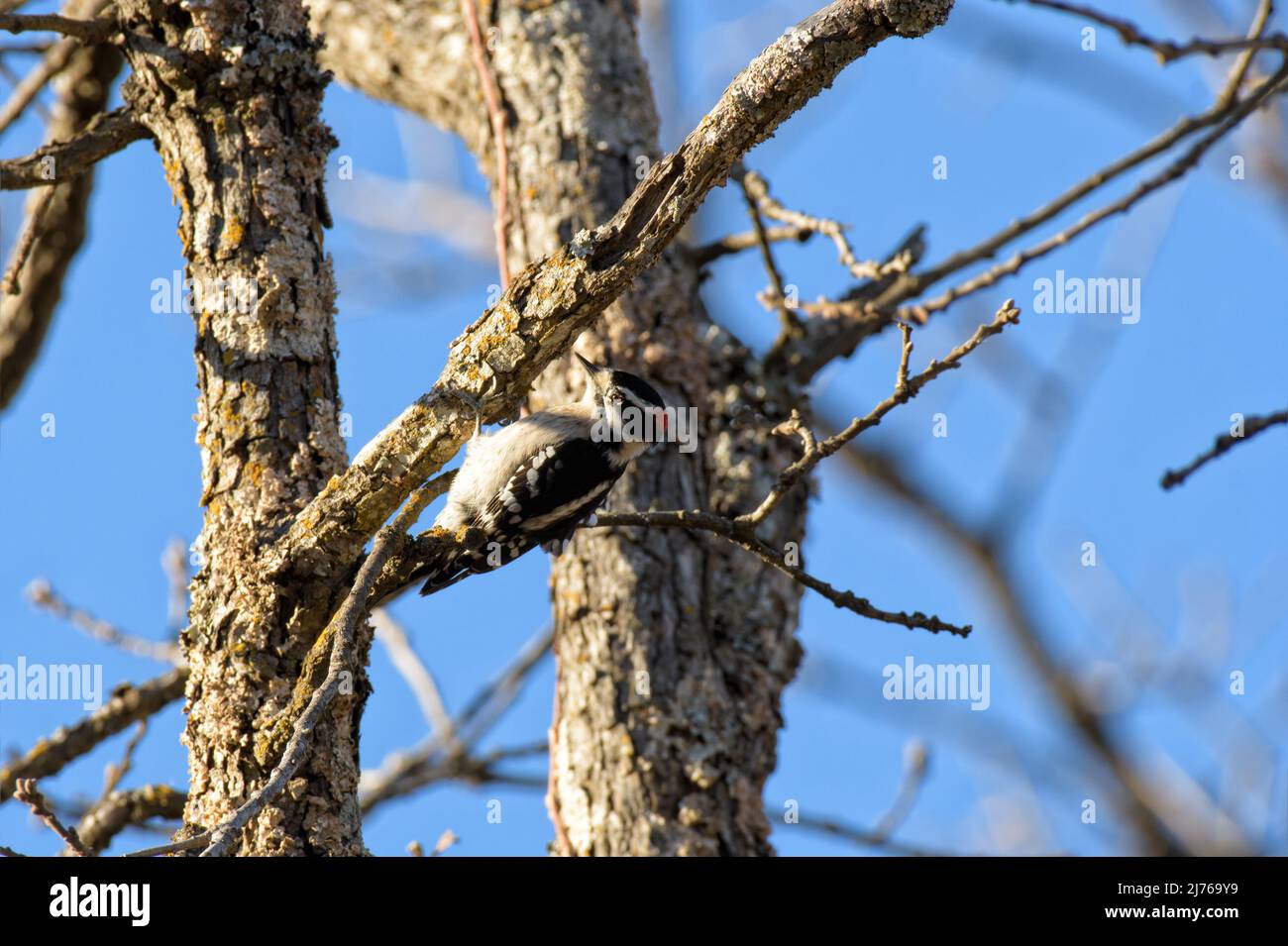 Male Downy Woodpecker looking for bugs in a rotten oak tree Stock Photo