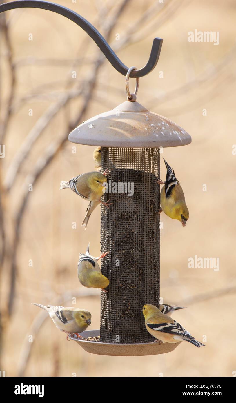 Several American Goldfinches sharing a mesh feeder on a sunny winter day Stock Photo