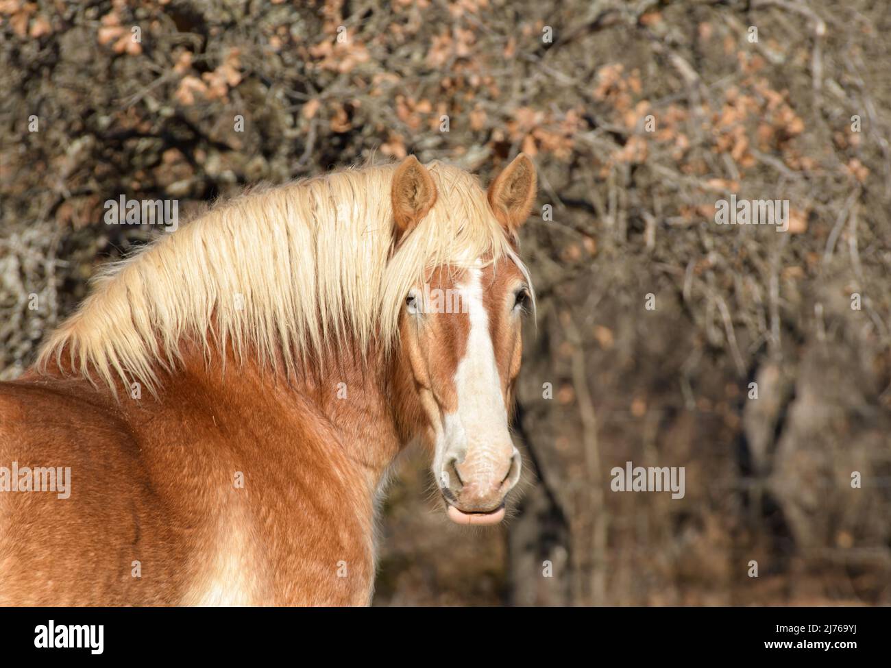 Handsome Belgian draft horse looking at the viewer, head-on; with muted autumn or winter background Stock Photo