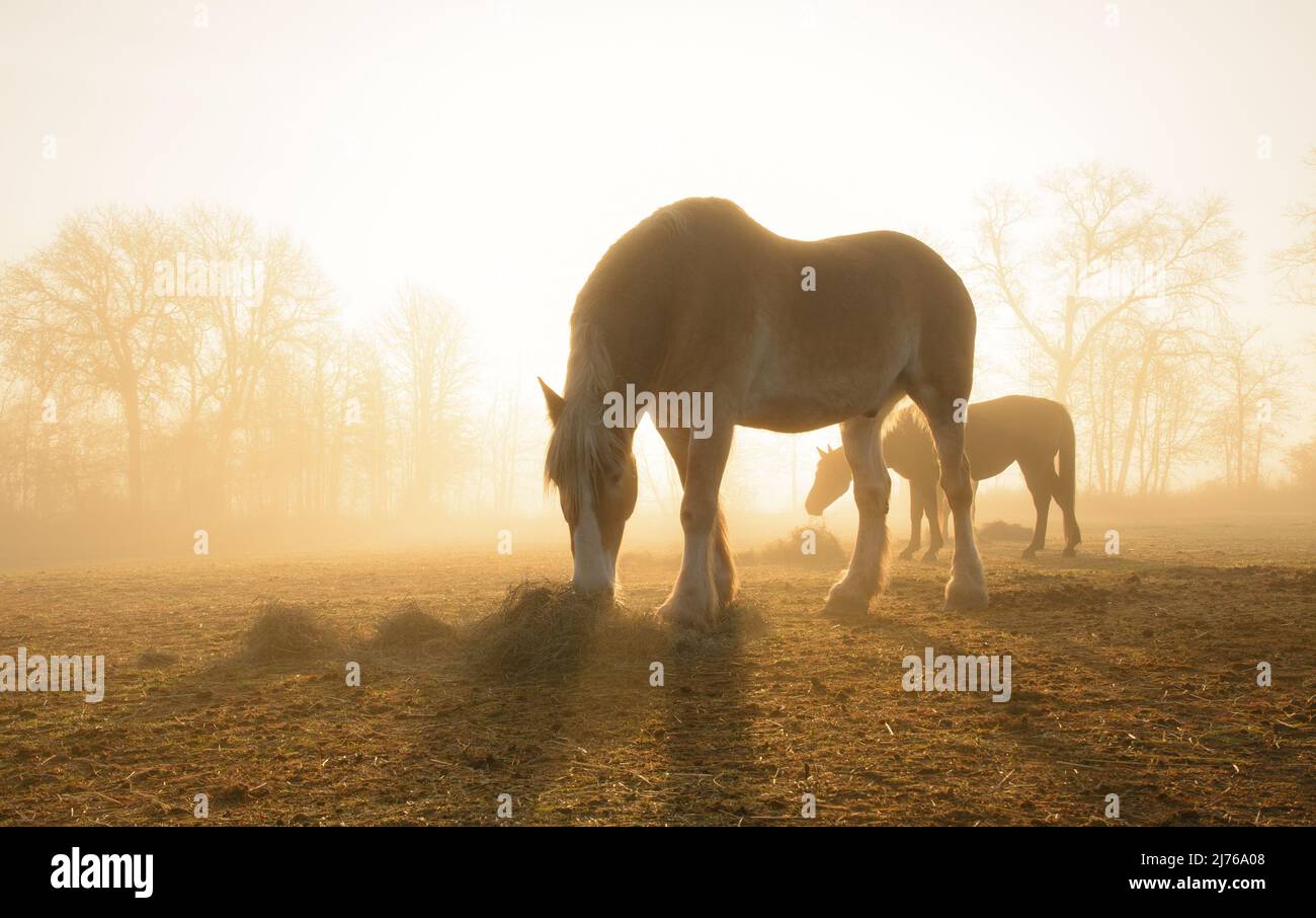 Belgian draft horse eating hay in pasture, backlit by rising sun shining through heavy fog, in early spring Stock Photo