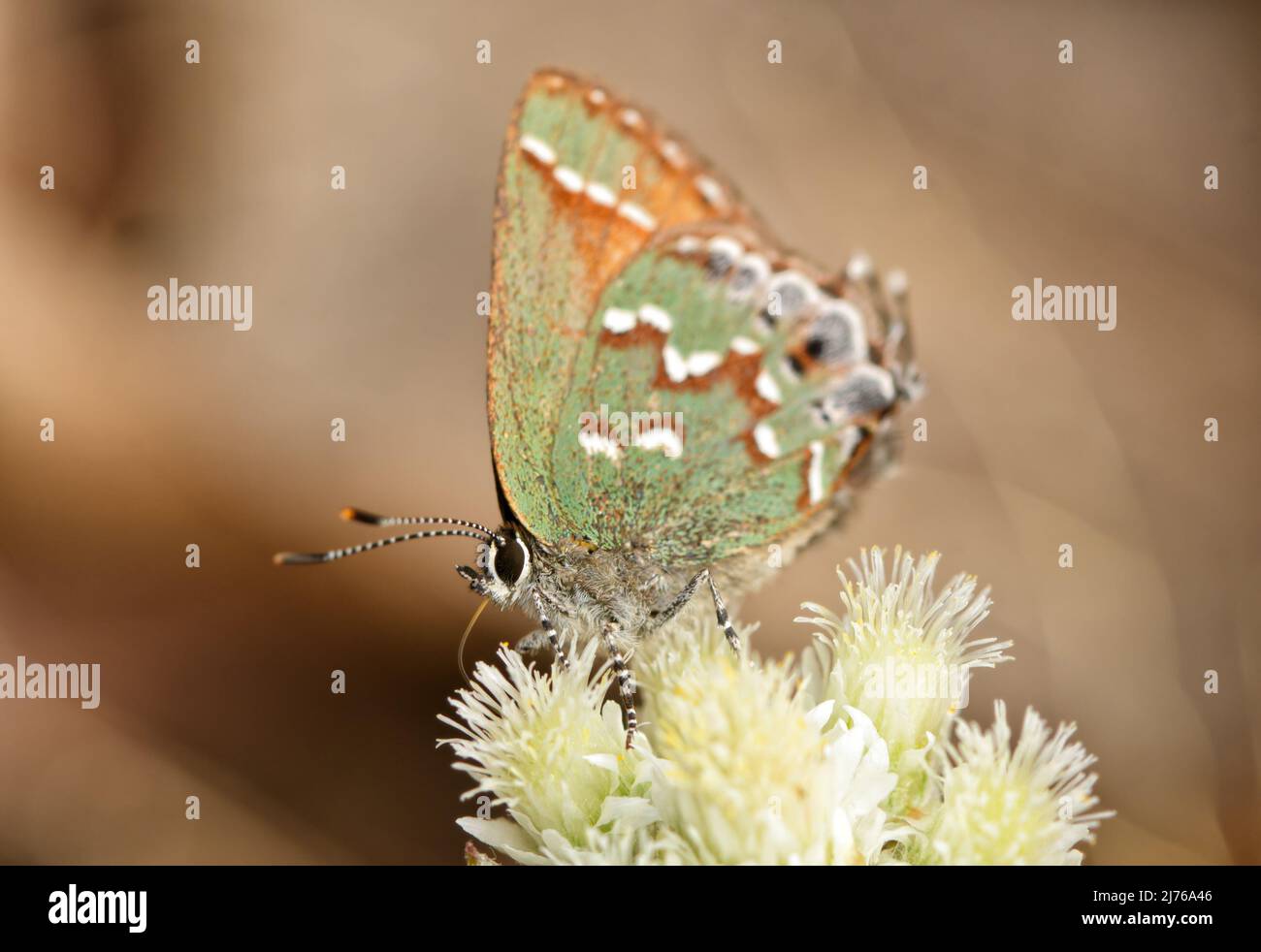 Tiny, green and brown Juniper Hairstreak butterfly getting nectar from a small white wildflower in very early spring Stock Photo