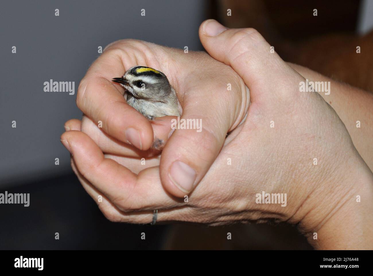 Tiny Golden-crowned Kinglet in helping human hands after it flew into a window Stock Photo