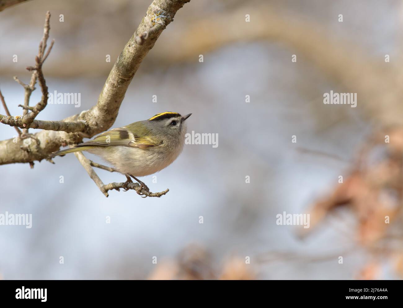 Eastern King Let Golden crowned kinglet hi-res stock photography and images - Alamy