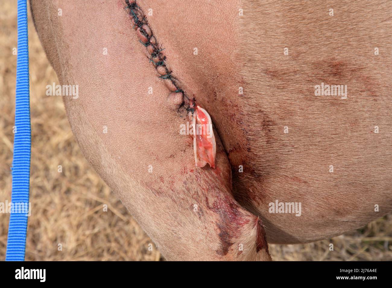 Detail of a wound drain in a large injury on a dog, with discharge draining out of the wond onto the side Stock Photo