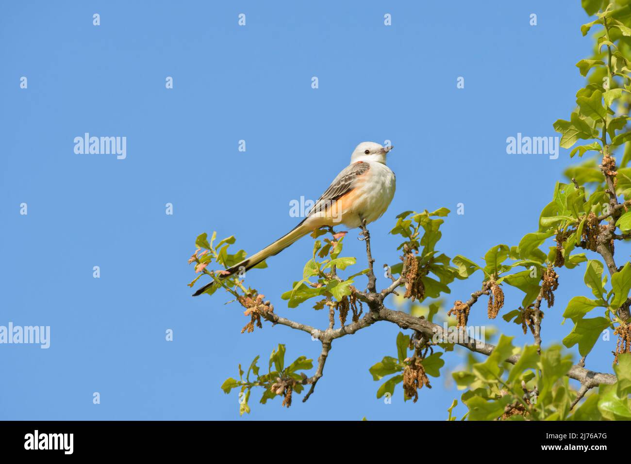 Beautiful Scissor-tailed Flycatcher perched in an oak tree in early spring, against clear blue skies; with copy space Stock Photo