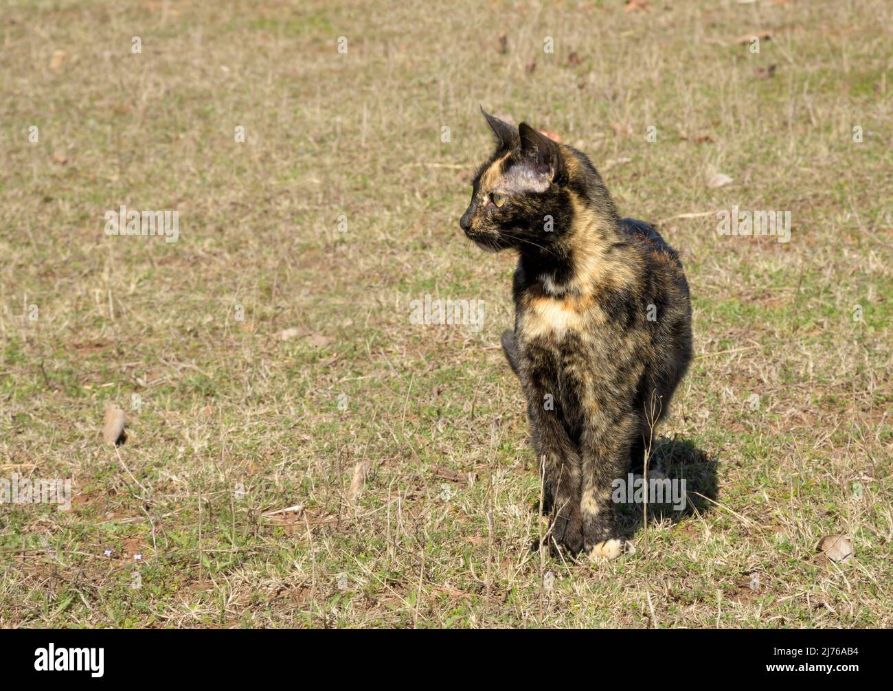 Beautiful tortoiseshell cat on early spring grass, looking to the left Stock Photo