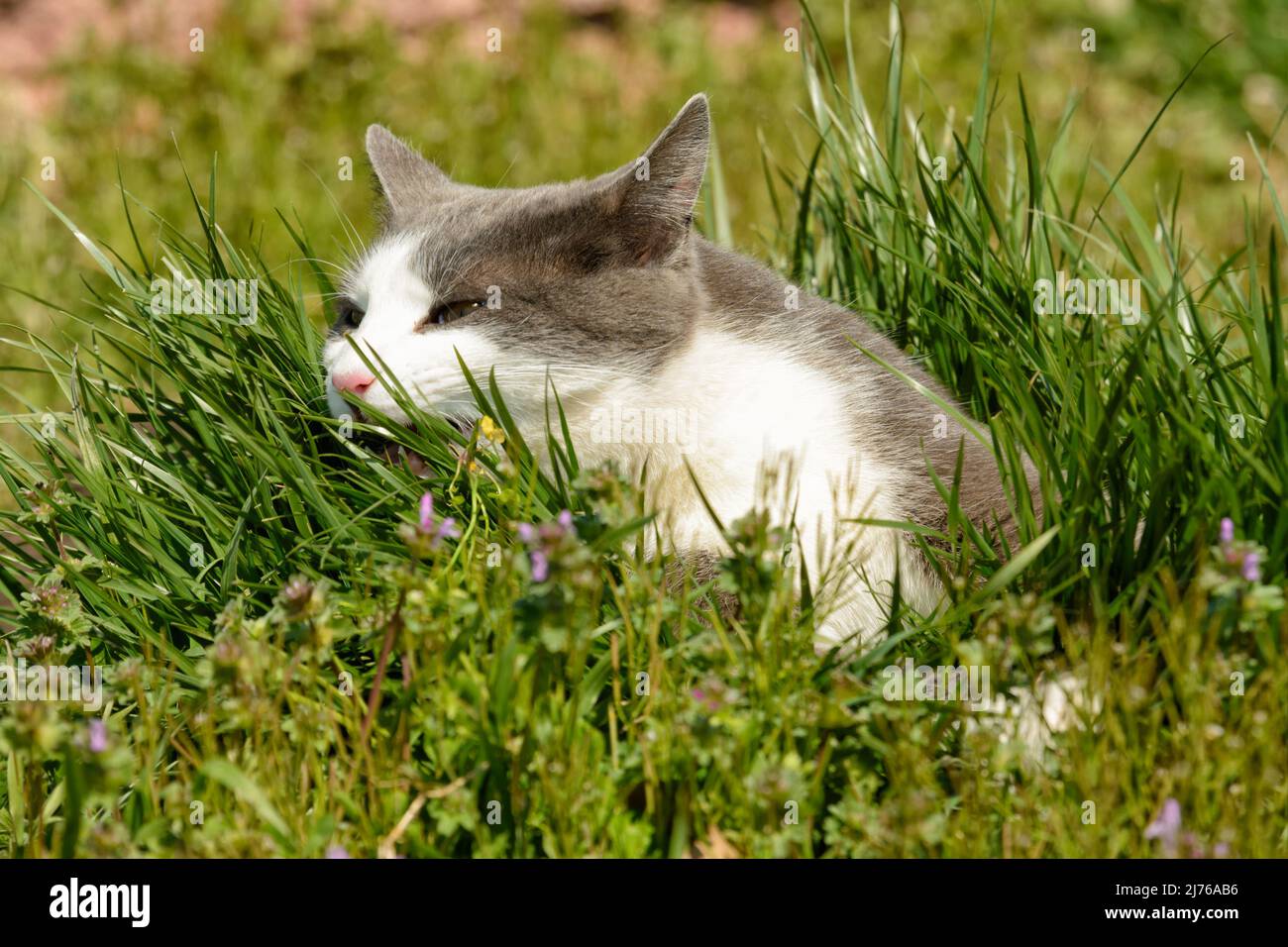 Closeup of a gray and white spotted cat eating grass outdoors in bright sunshine Stock Photo