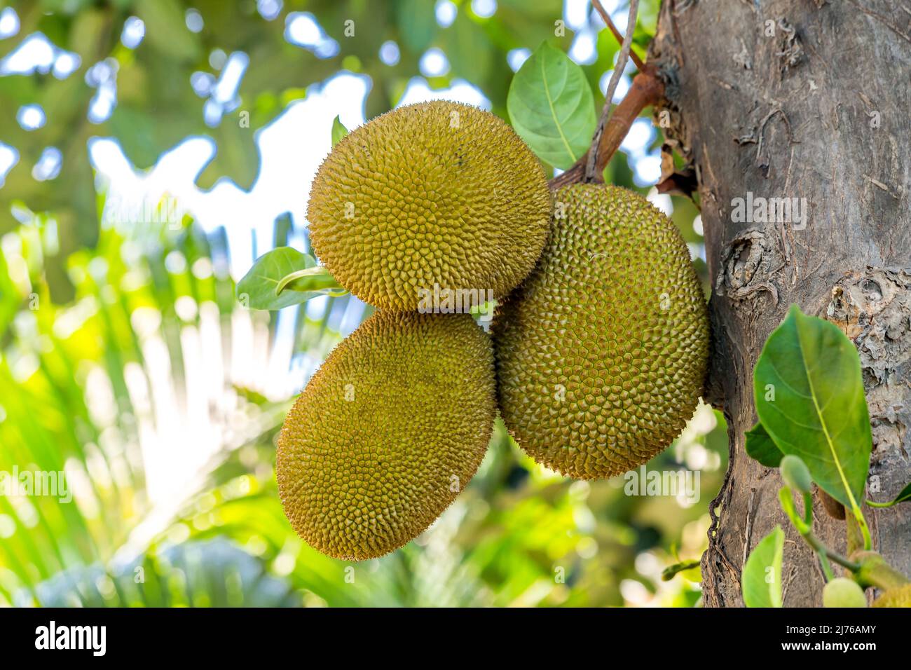 Jackfruit, (Artocarpus heterophyllus), Dusit Thani hotel complex, Hua Hin, Prachuap Khiri Khan province, Thailand, Gulf of Thailand, Asia Stock Photo