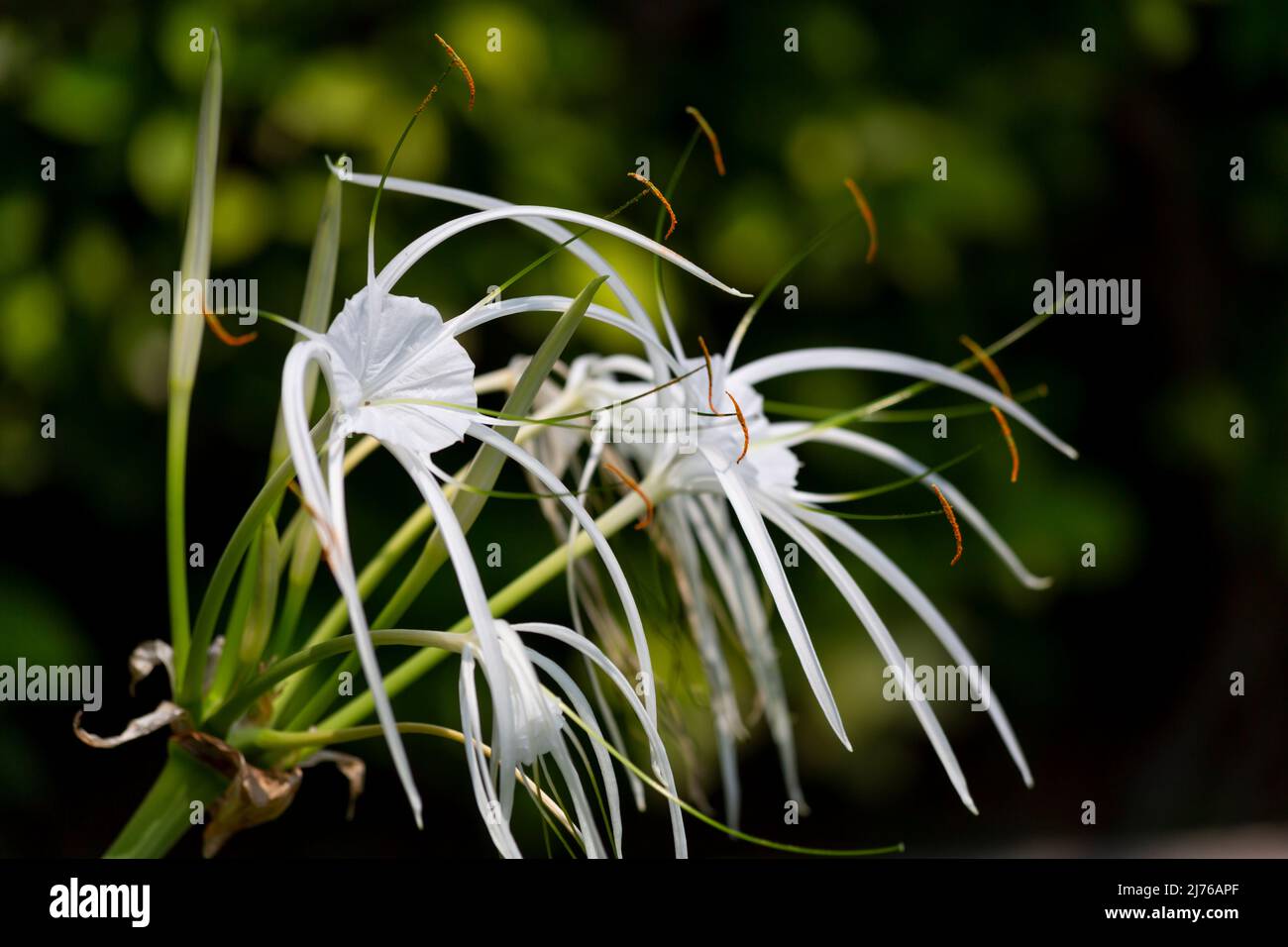 Beautiful lily, (Hymenocallis), Dusit Thani hotel complex, Hua Hin, Prachuap Khiri Khan province, Thailand, Gulf of Thailand, Asia Stock Photo