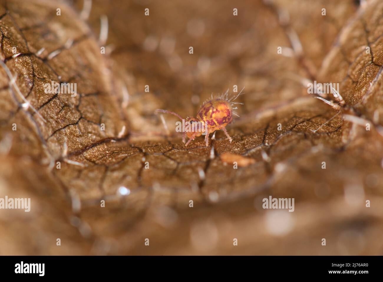 colorful springtail (Dicyrtomina ornata) on fallen leaves Stock Photo ...