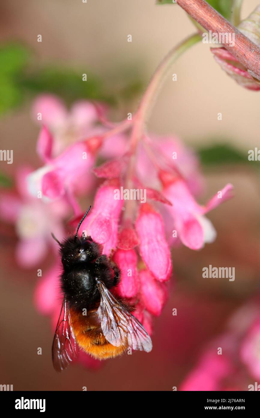 Female of the hornfaced bee (Osmia cornuta) on blood currant (Ribes sanguineum) Stock Photo