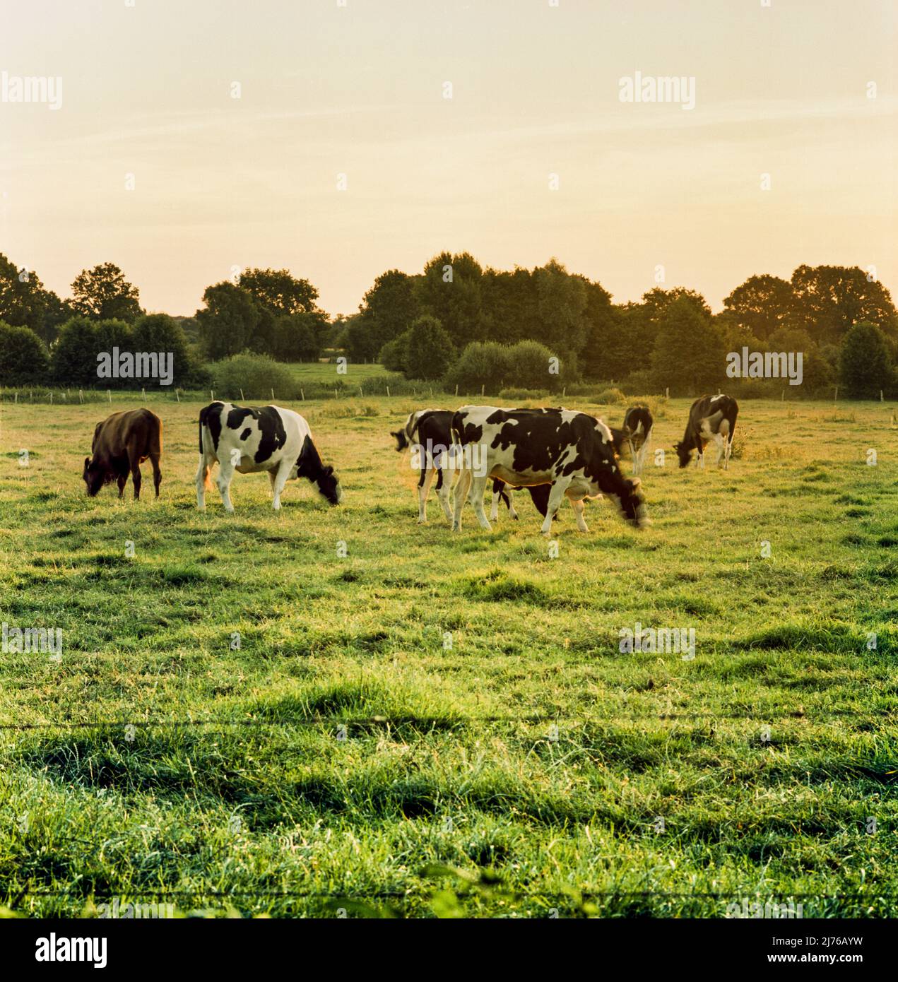 Curated visual reference: Fresh Look at Productive Cattle Hi Res Stock Photography And Images