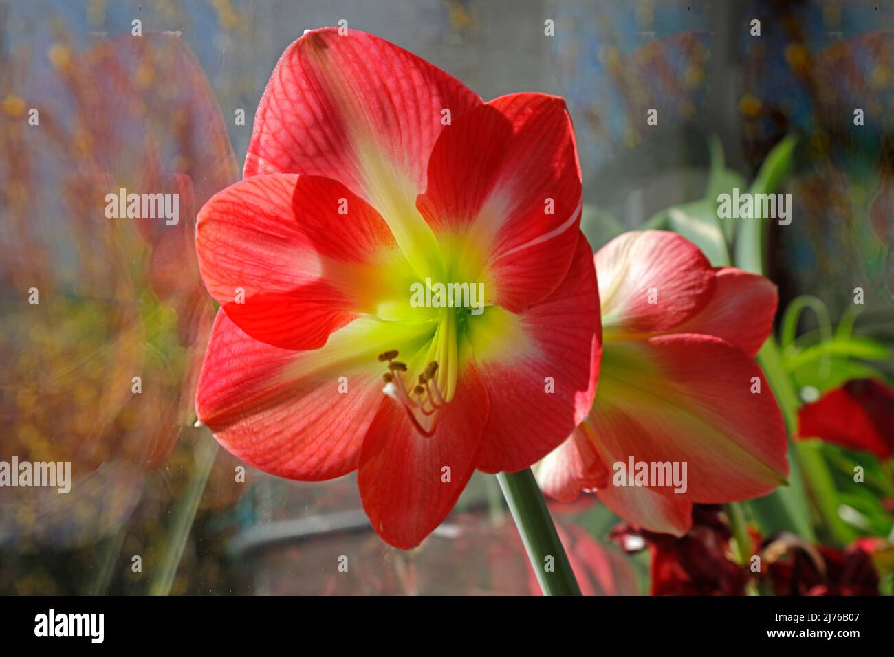 Amaryllis flowers (Amaryllidaceae) Stock Photo