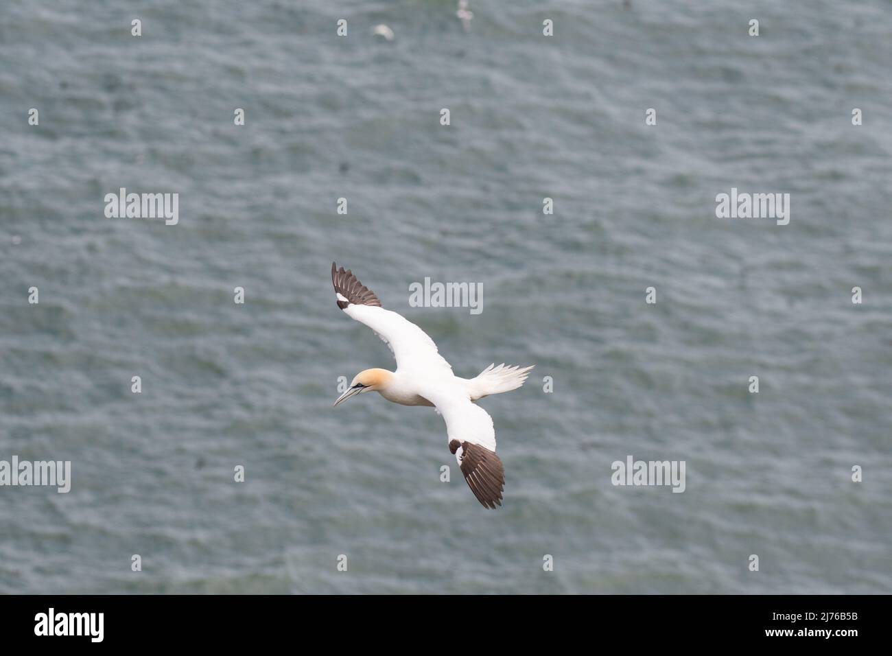 Gannet flying over sea Stock Photo