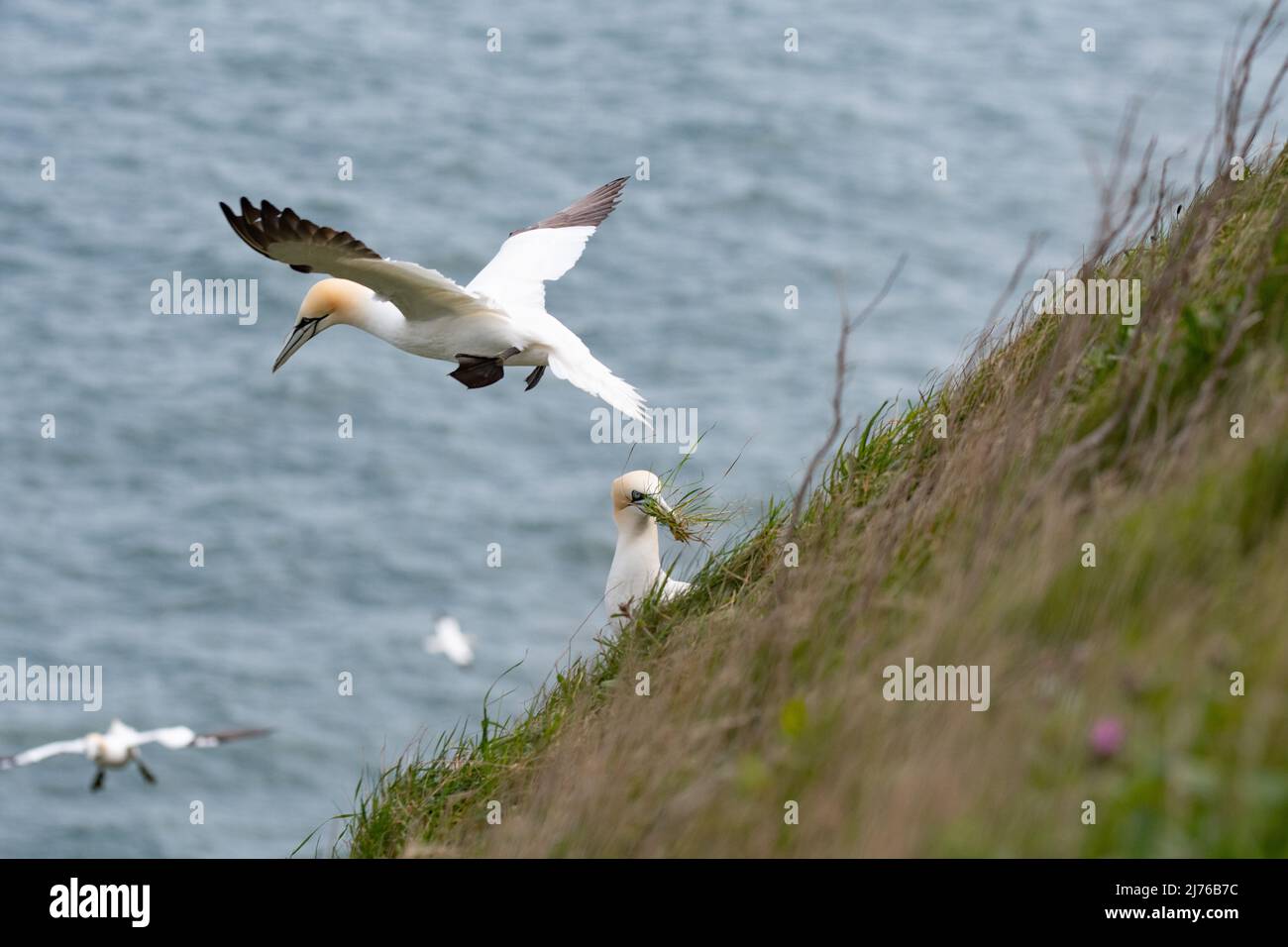 gannets flying over grass Stock Photo