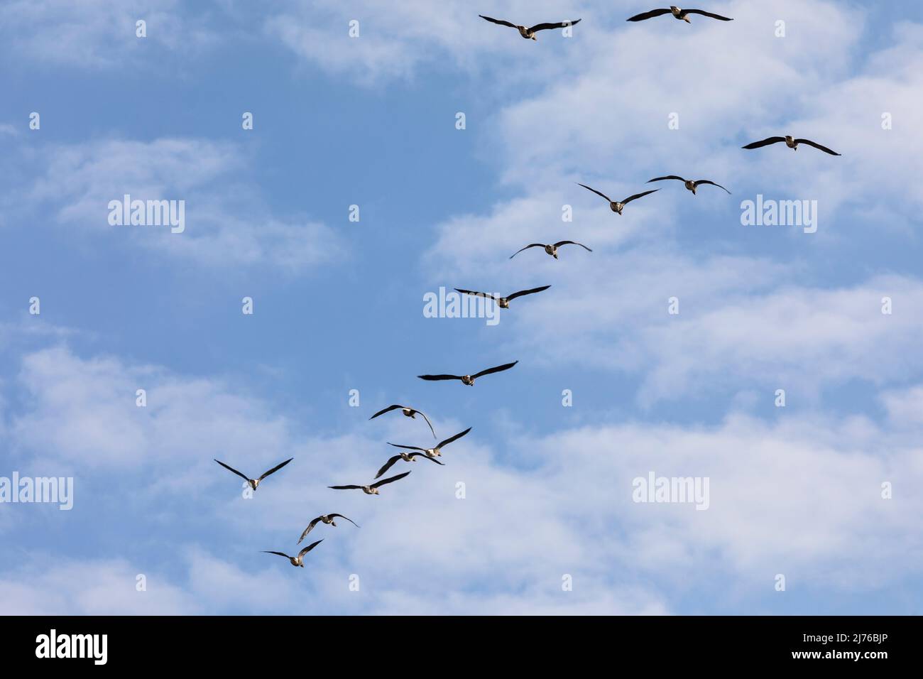 Europe, Poland, Podlaskie Voivodeship, gray geese in flight Stock Photo