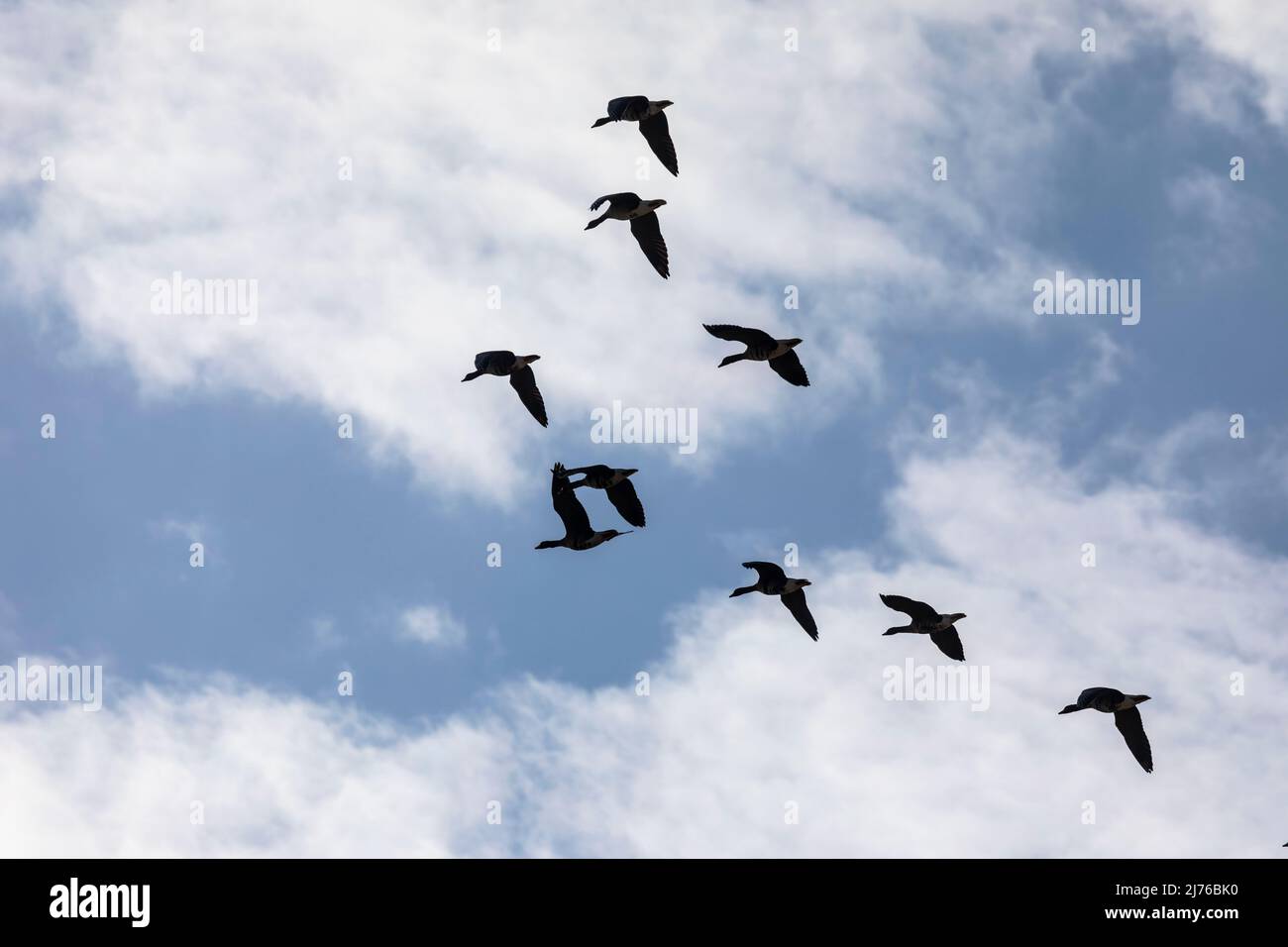 Europe, Poland, Podlaskie Voivodeship, gray geese in flight Stock Photo