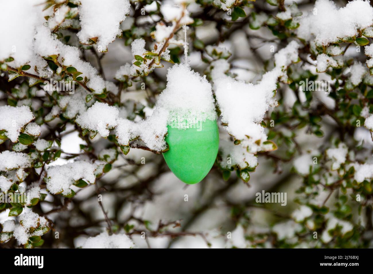 Snow covered easter egg on a shrub Stock Photo
