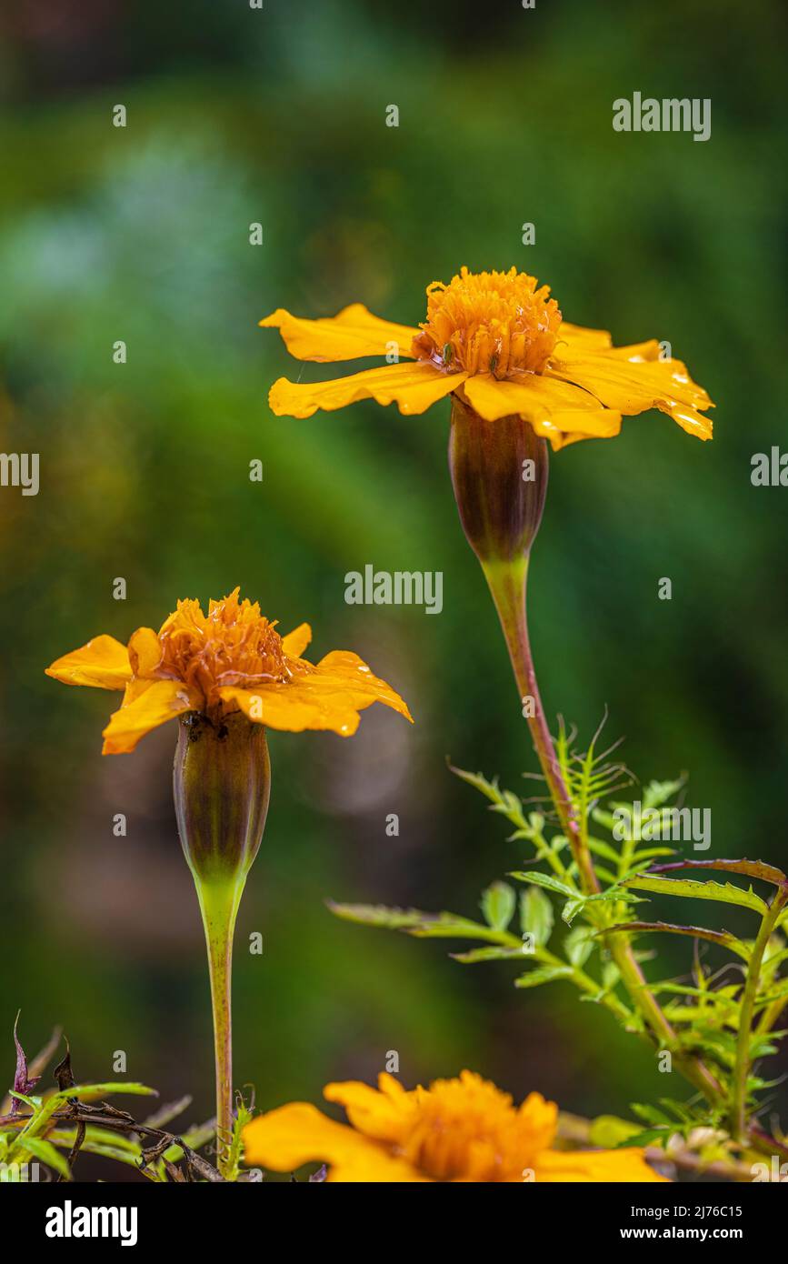 French marigold (Tagetes patula hybride), bright yellow - orange flowering flower. Stock Photo