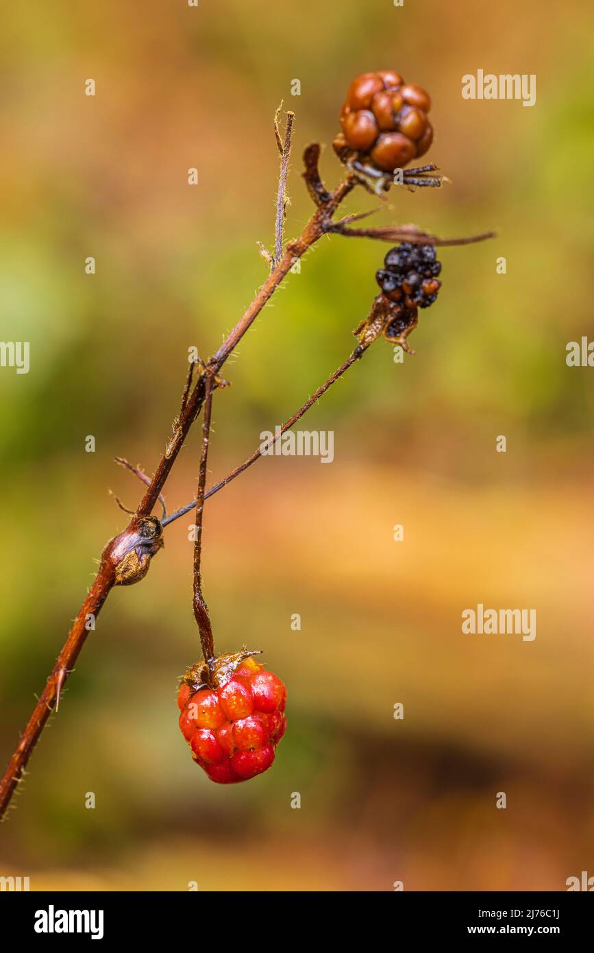 Ripen in winter hi-res stock photography and images - Alamy