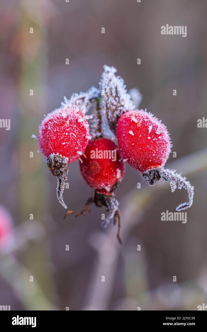 Hedge rose with fruits in winter, hoarfrost, closeup Stock Photo