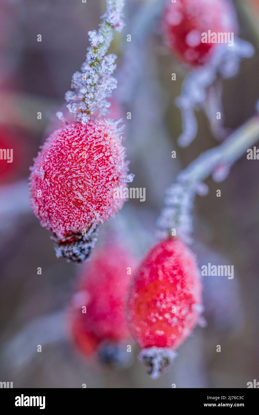 Hedge rose with fruits in winter, hoarfrost, closeup Stock Photo