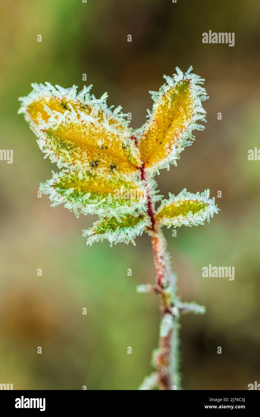 Rosehip bush, close up, leaves with hoarfrost Stock Photo