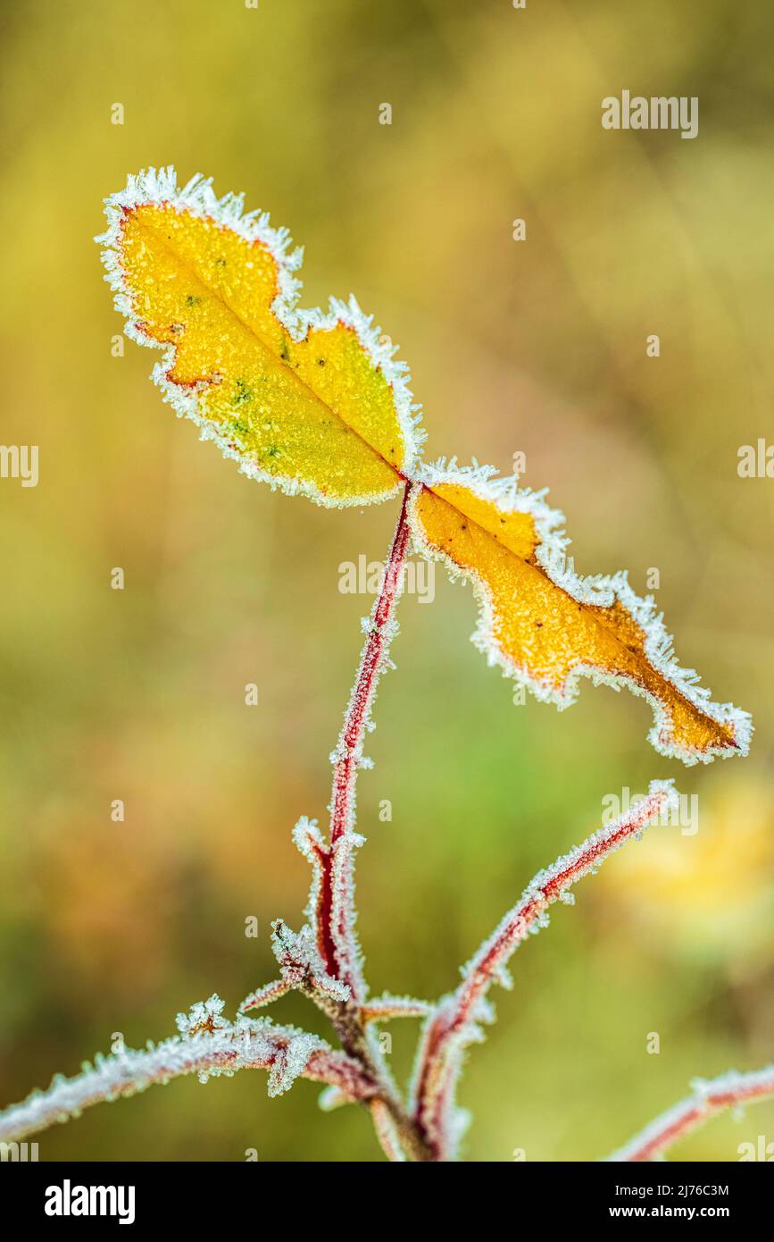 Rosehip bush, close up, leaves with hoarfrost Stock Photo