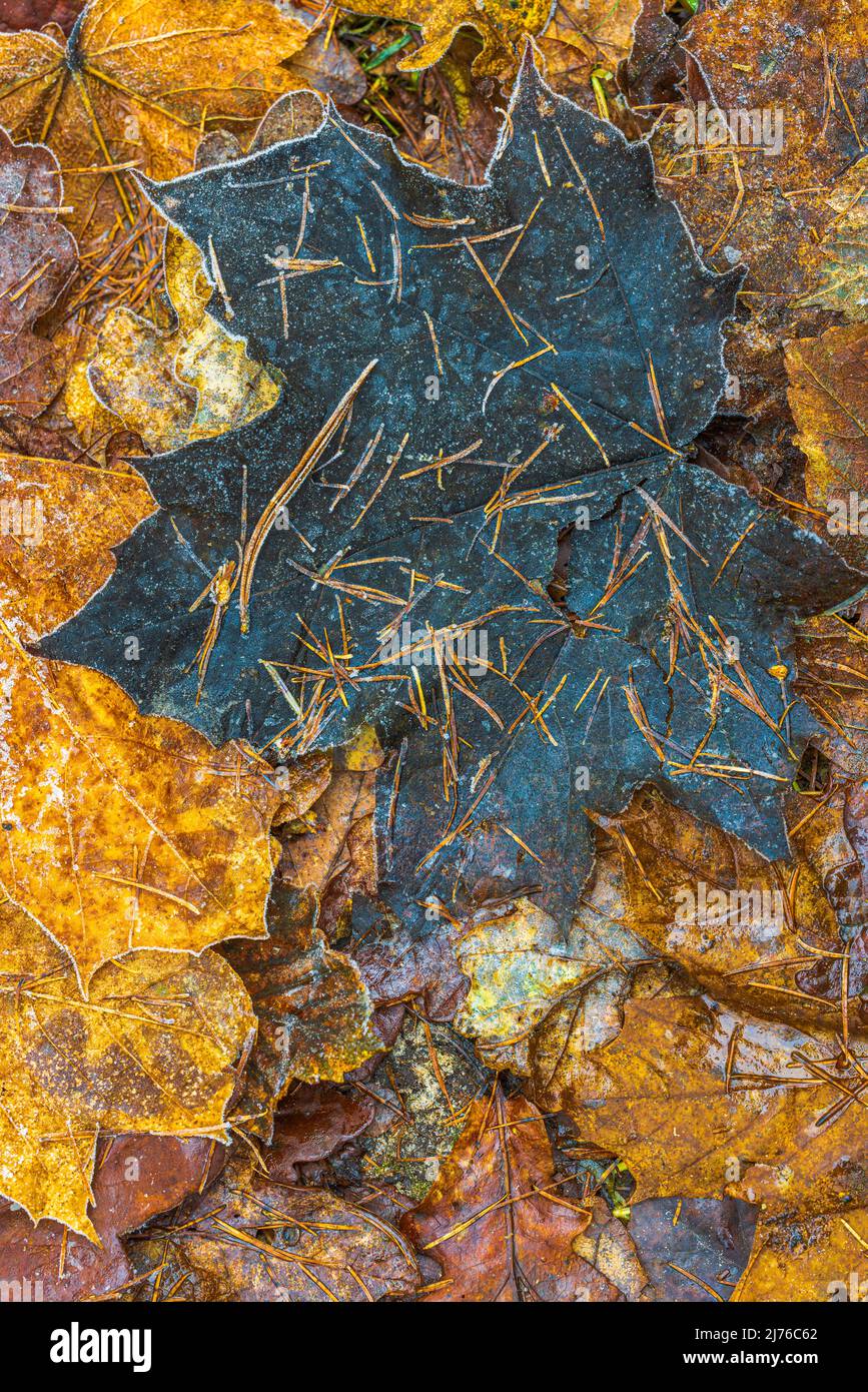 Autumn leaves on the forest floor hi-res stock photography and images ...