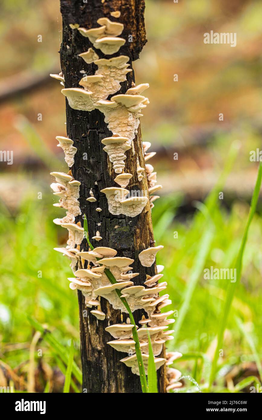 Tree fungus on dead tree, nature in detail, forest still life Stock