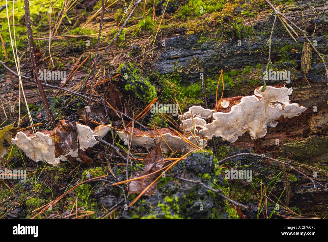 A tinder fungus grows on dead wood with guttation Stock Photo Alamy