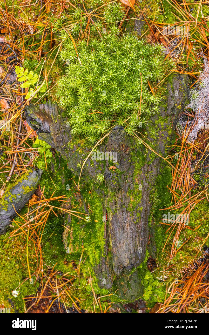 Fake moss hi-res stock photography and images - Alamy