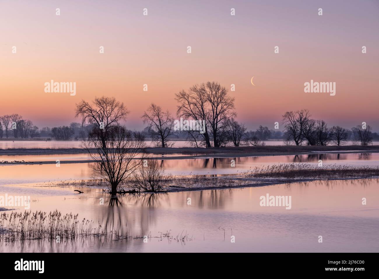 Dawn with crescent moon over the Elbe and the flooded Elbe meadows in the Elbe floodplain of Lower Saxony Stock Photo