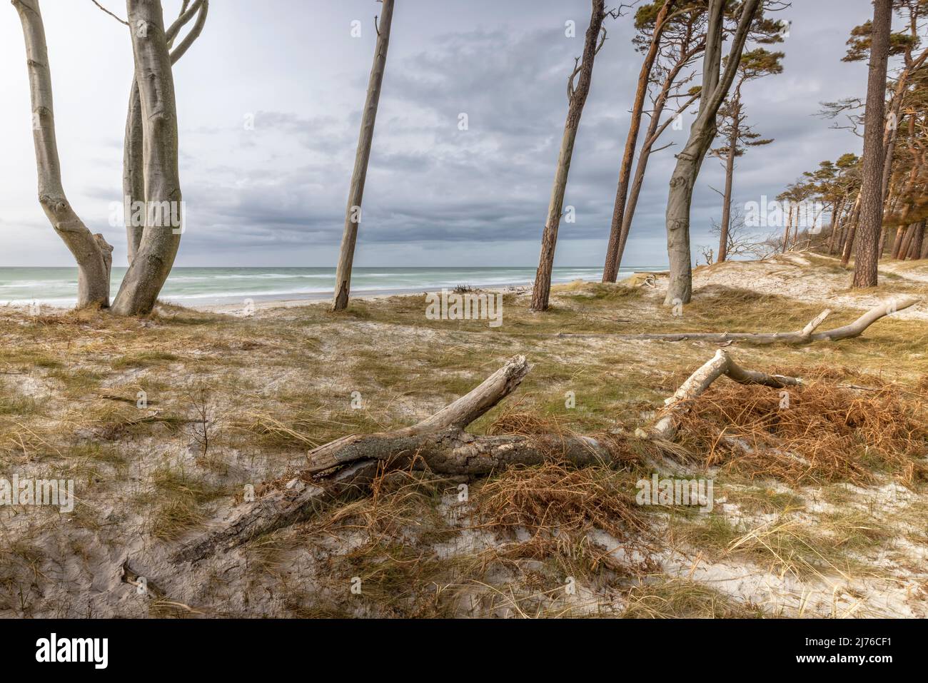 The west beach on the Darß on a cloudy afternoon in March. The special light underlines the rough charm of this dream beach. Stock Photo