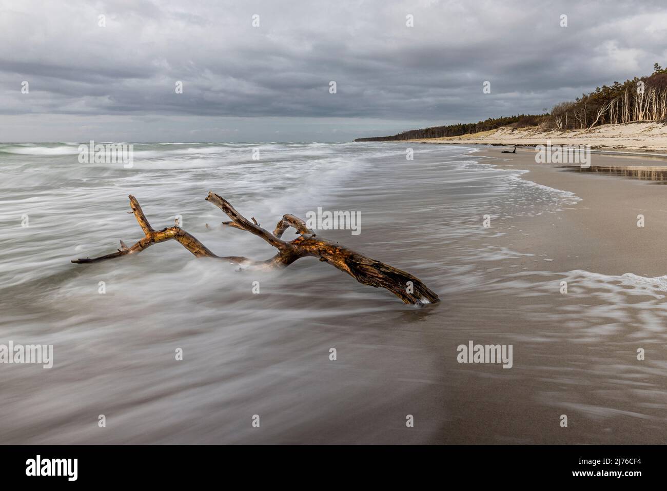 The west beach on the Darß on a cloudy afternoon in March. The special light underlines the rough charm of this dream beach. Stock Photo