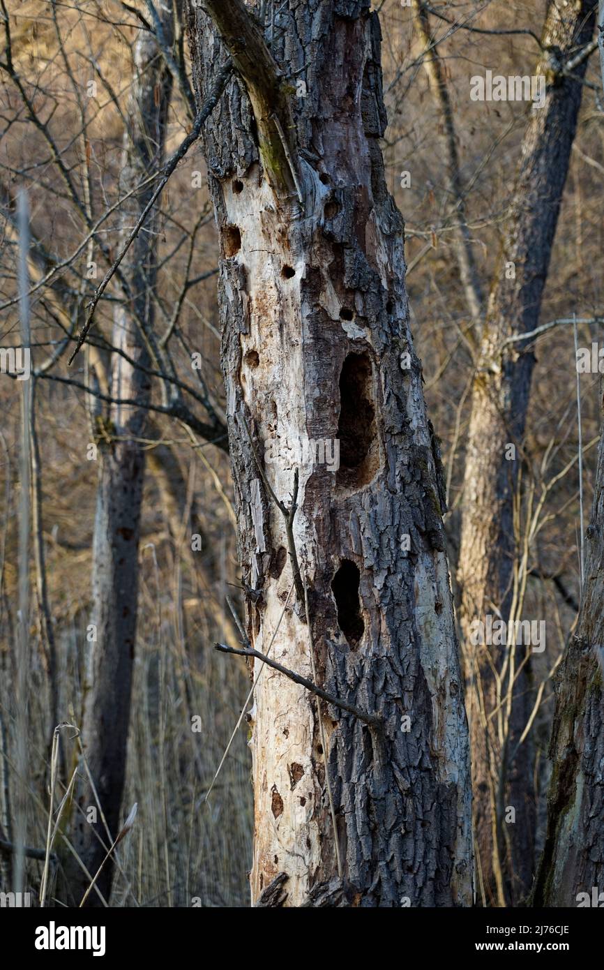 Germany, Bavaria, Upper Bavaria, Altötting district, Inn floodplain near Neuötting, standing dead wood, dead tree, poplar, woodpecker holes Stock Photo